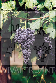 Foto di un grappolo d'uva di Merlot 184